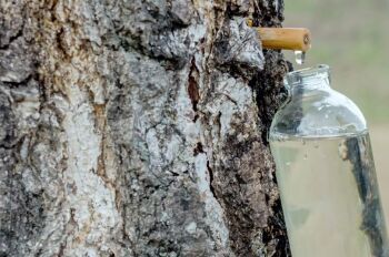 Sève de Bouleau, le compte à rebours est